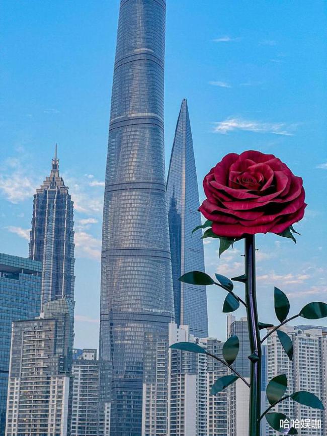 情人节前夕外滩现巨型玫瑰，浪漫设计吸引市民驻足