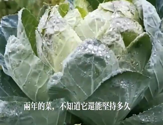 包菜根部长1米多高变包菜树 长了两年没有开过花依然充满活力！
