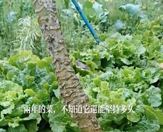 包菜根部长1米多高变包菜树 长了两年没有开过花依然充满活力！