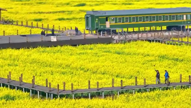 既有实力又有颜值 与油菜花共赴“春天”