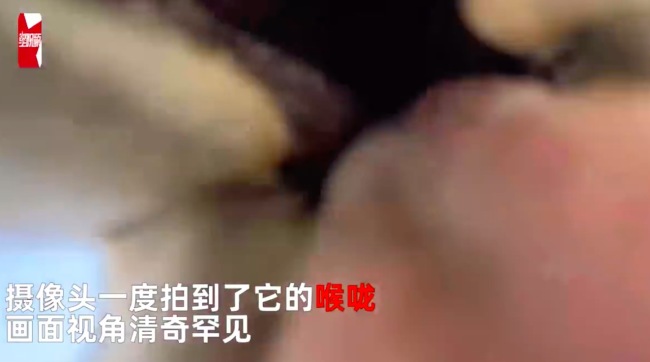 男子手机掉落拍下羊驼罕见视角