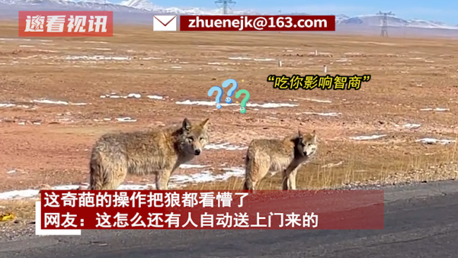 男子自驾游玩偶遇两只狼 狼：你多冒昧啊