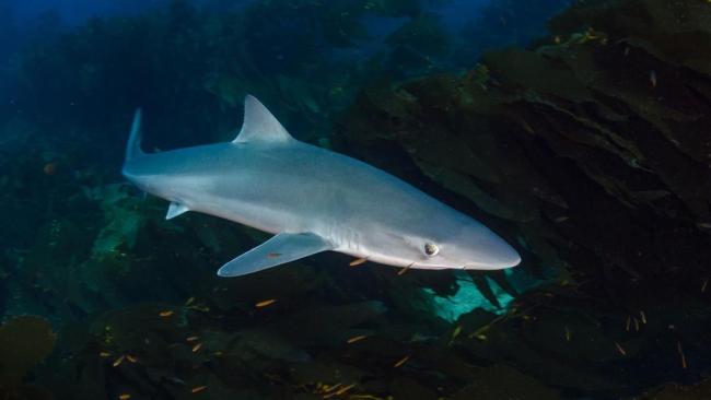 鲨鱼肚里发现失踪男子遗骸  据说这条鲨鱼长约1.5米
