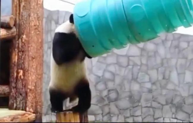 旅俄大熊猫体重增40公斤 网友：跟丫丫简直形成鲜明对比  