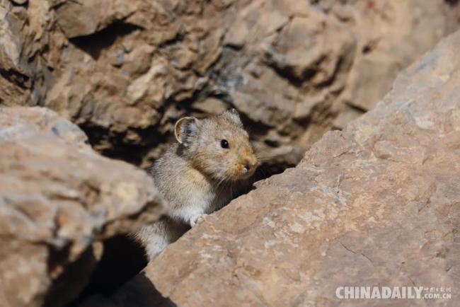 宁夏再次发现中国特有世界极危物种贺兰山鼠兔