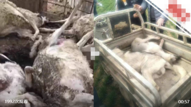 4条狼青犬咬死数十只羊：被打死两只，正在寻找狗主人！