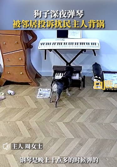 狗狗半夜弹琴被投诉