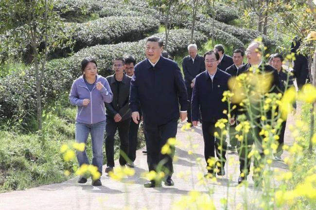 看中国式现代化图景丨茶香富农