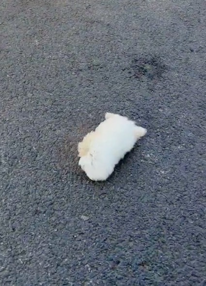 原来狗狗真的能被风吹跑