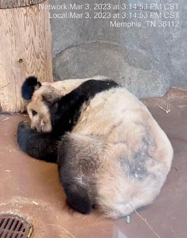 华人驱车8小时看丫丫保平安 关注度变高后丫丫的饮食得到改善，网友：肉眼可见的胖了