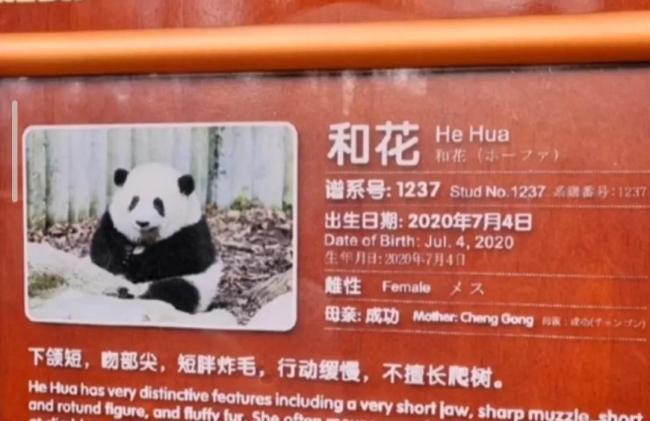 大熊猫花花粉丝人山人海 网友：好想把花花抱回家