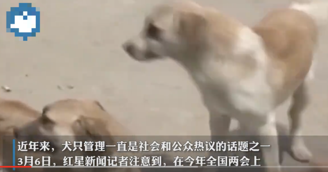代表谈犬只伤人刑责