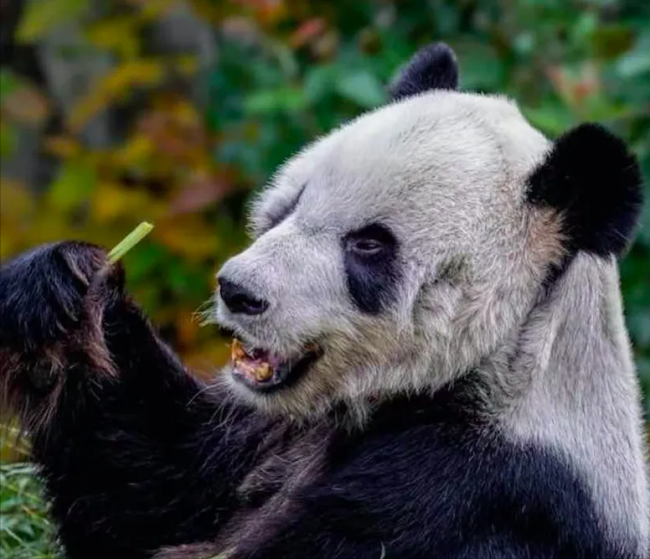 大熊猫丫丫吃上新鲜竹子 网友：孩子终于吃上饭了 