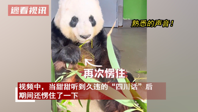 中国夫妻看望旅英熊猫 甜甜：乡音难忘 
