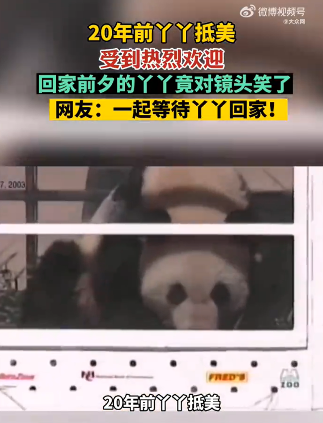 丫丫回国后将和大熊猫萌兰做邻居 网友齐赞：合适
