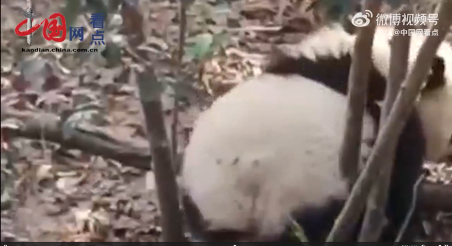 呼吁游客文明观看大熊猫 