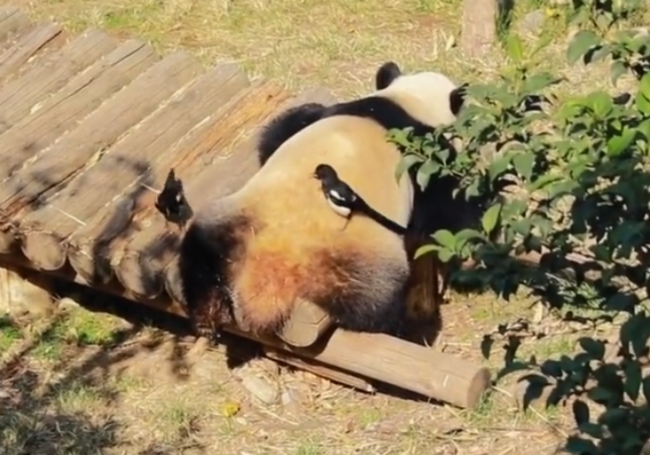 大熊猫晒太阳被喜鹊薅毛 这波操作把山上的笋都夺完了 