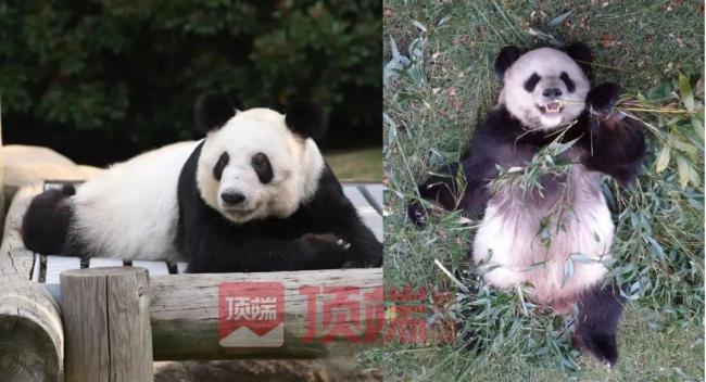 汇源发认养丫丫征集令 丫丫宝贝遭哄抢了?