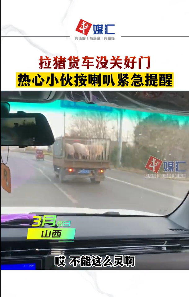 小伙提醒司机猪“越狱” 