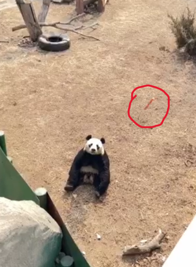 熊猫疑被投喂带皮火腿肠 熊猫：你真的很没礼貌  