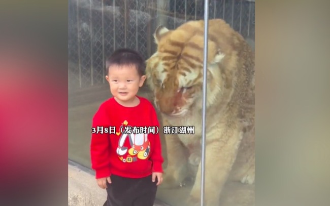 男孩和老虎隔着玻璃打拳路人笑疯了 可是老虎为啥这么胖这么猫里猫气的