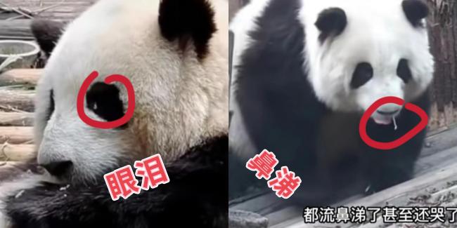 网友拍到熊猫花花流泪了 惨被无良游客扔石头吓醒   