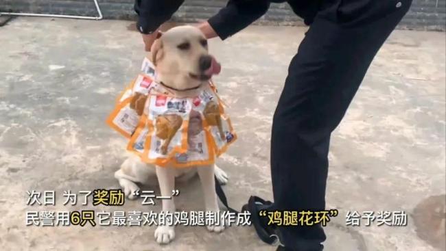 警犬立功被奖励鸡腿花环，网友：汪汪队立大功！