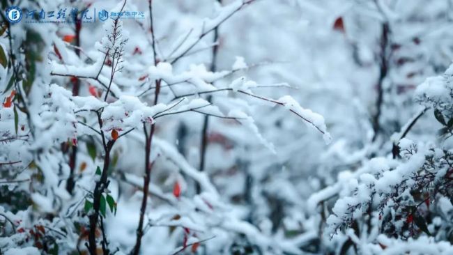 直击河南多地飘起桃花雪 现场图片美爆了！