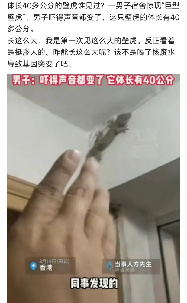 香港一宿舍惊现巨型壁虎