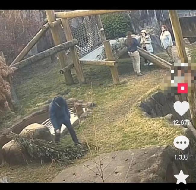 熊猫丫丫归国日期仍未定！中国专家给“丫丫”带去新鲜竹子