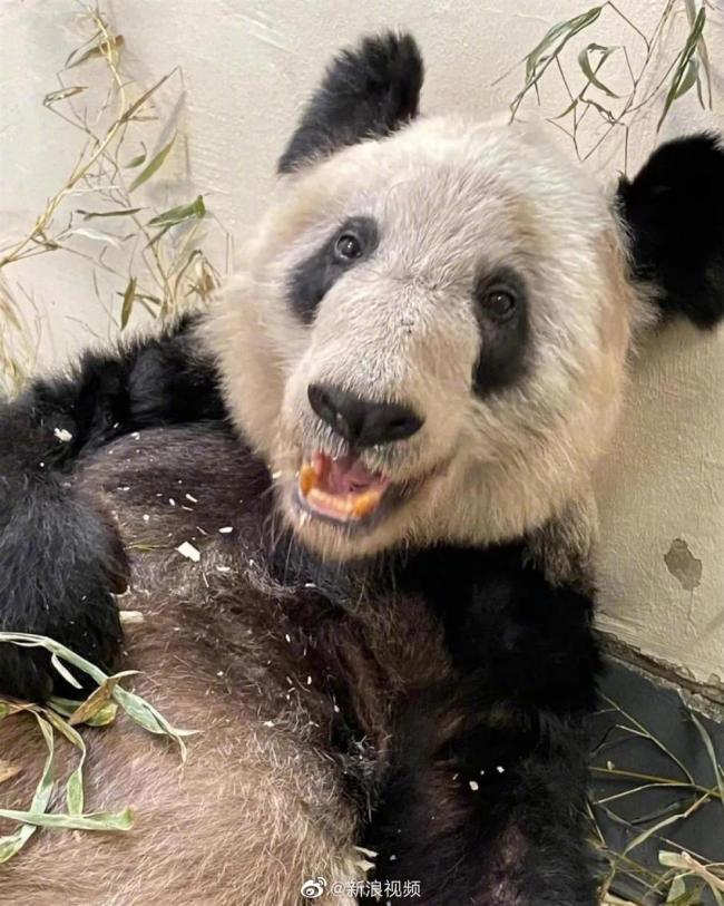 熊猫丫丫归国日期仍未定！中国专家给“丫丫”带去新鲜竹子