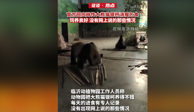 山东临近动物园回应：“银柯”目前身体非常健康！不存在虐待！