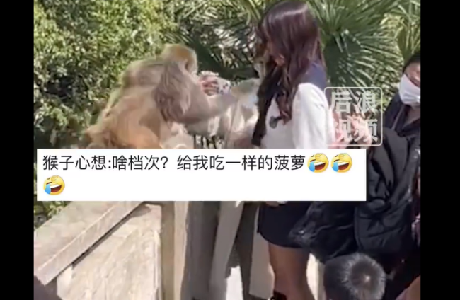 女子给猴子喂食被掌掴 景区回应