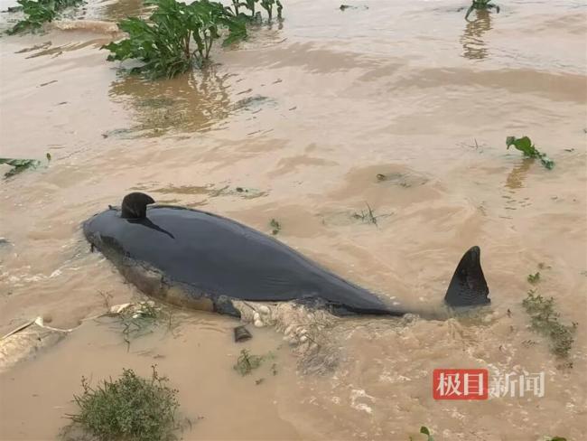 鄱阳湖现死亡江豚 官方回应：内脏腐烂死因难确定