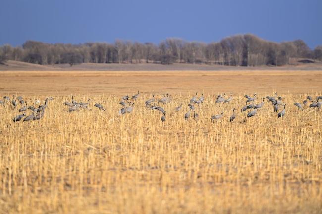 4万余只候鸟飞抵内蒙古科尔沁国家级自然保护区