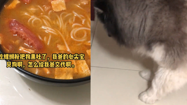 女子吃螺蛳粉把狗狗熏吐 爸爸警告：自己和狗在家时不能吃