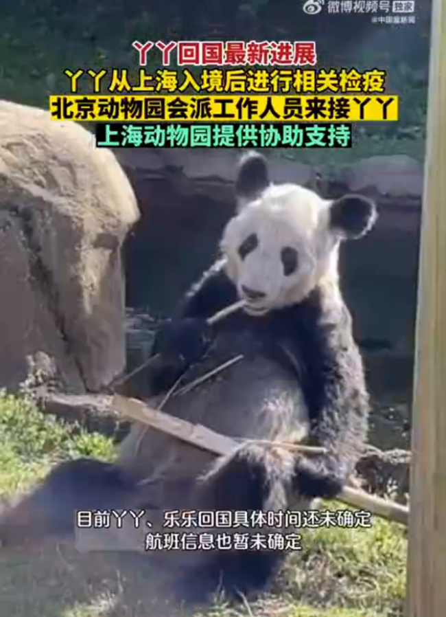 “乐乐”遗体将移交到上海 与大熊猫“丫丫”一起回国