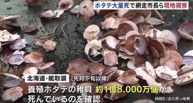 日本能取湖上亿扇贝死亡损失7亿日元，此前从未有过 具体原因不明