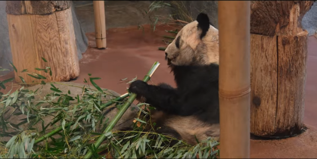 倒计时！动物园为丫丫办告别派对 可能本月月底返回中国