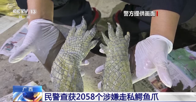 广西查获2058只鳄鱼爪重236.8公斤，抓获犯罪嫌疑人1名