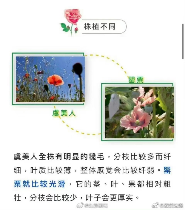 鱼目混珠！男子菜地里种罂粟和虞美人混一起 被依法行政处罚