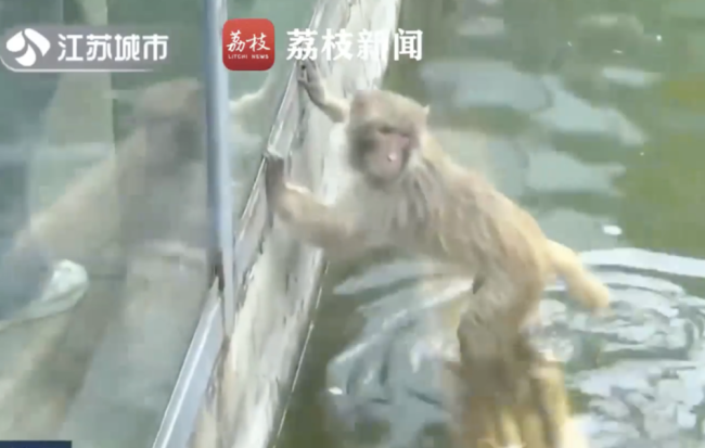 南京网红猴已单独饲养 早前被曝遭伙伴欺负只能“水上漂”引存眷