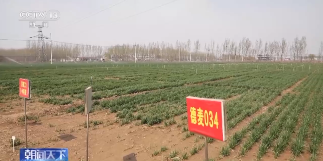 春耕一线观察丨首次写入中央一号文件的“吨粮田”如何建? 一文解读 央视新闻客户端