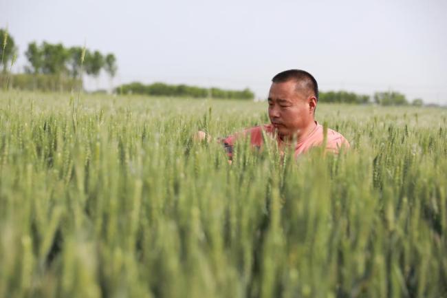 乡村振兴丨山东乐陵：“田管家”助粮食增产增效