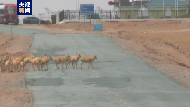 海拔4800米！青海可可西里藏羚羊大迁徙开始啦