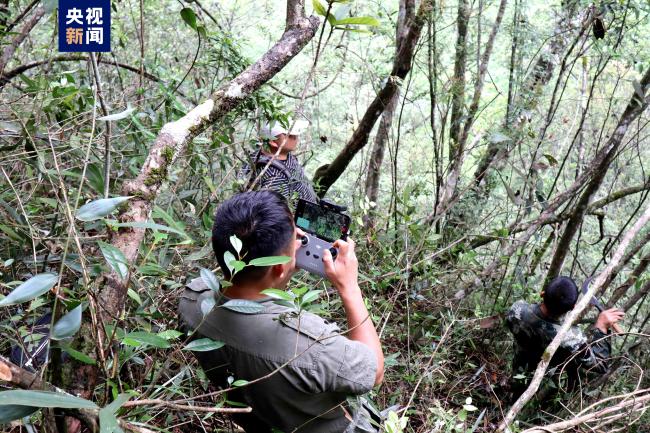 广西发现两个野生植物新物种