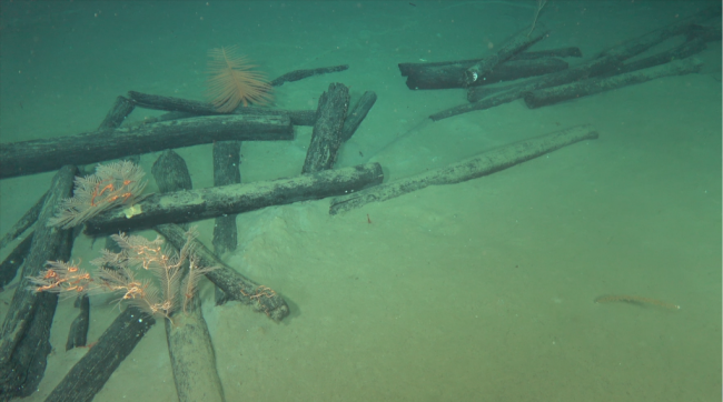 海底高清图片！我国南海发现两处古代沉船