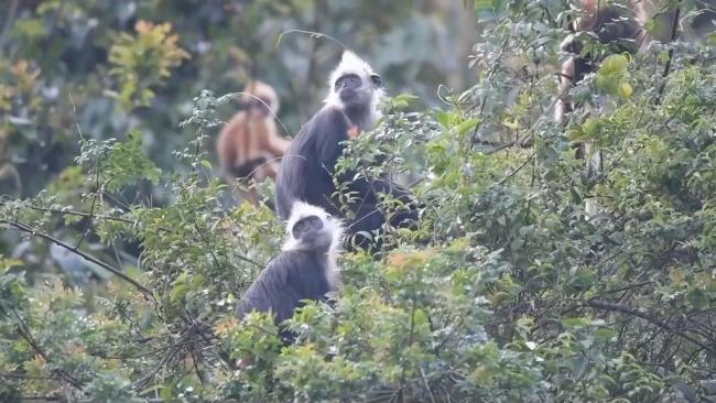 国际生物多样性日丨一群国宝·一位青年·石山精灵