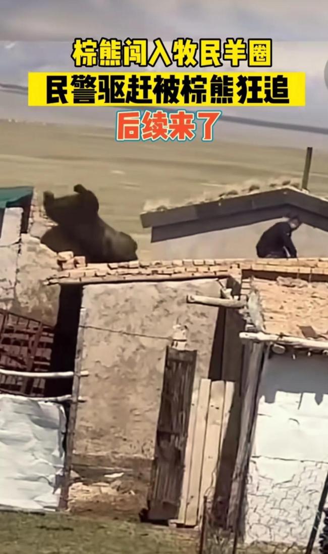 后续来了！民警驱赶棕熊反被追上房顶，幸好无人伤亡