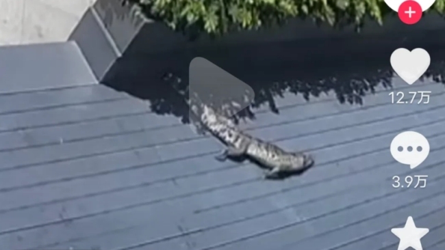 一条鳄鱼从天而降被拍到，鳄鱼从天而降砸穿地板